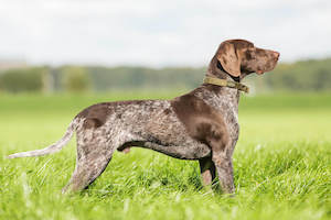 German Shorthaired Pointer